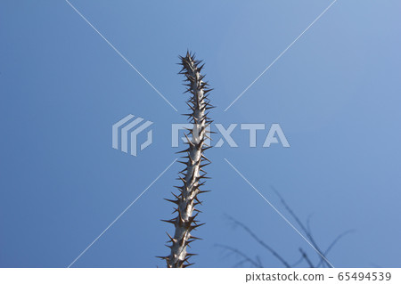Moth branches Moth branches 65494539