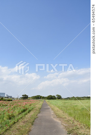 Spring image poppy flower garden Spring image poppy flower garden 65494574