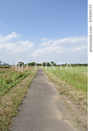 Spring image poppy flower garden Spring image poppy flower garden 65494575
