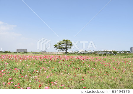 Spring image poppy flower garden Spring image poppy flower garden 65494576