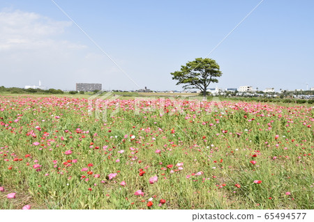 Spring image poppy flower garden Spring image poppy flower garden 65494577