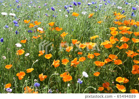 Spring image flower garden Spring image flower garden 65494889