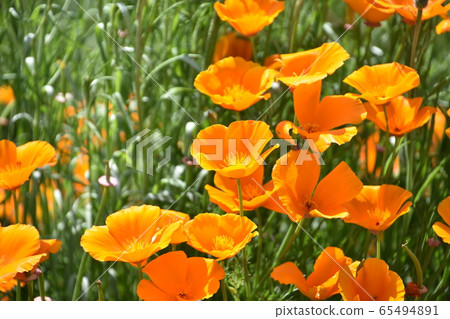 Spring image poppy flower garden Spring image poppy flower garden 65494891