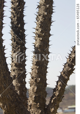 A tree A tree 65495128