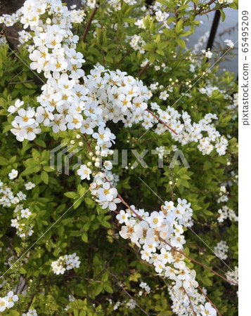 由海濱的白花 65495209