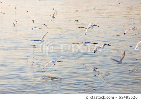 Group of seagulls 65495526