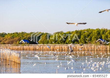 Group of seagulls 65495527