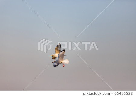 Group of seagulls Group of seagulls 65495528