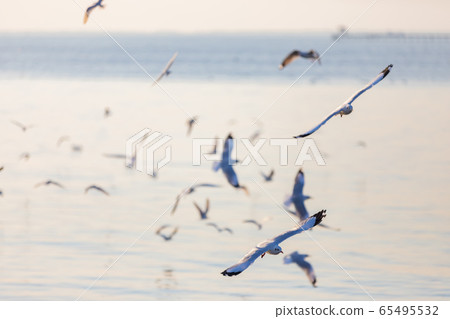 Group of seagulls 65495532