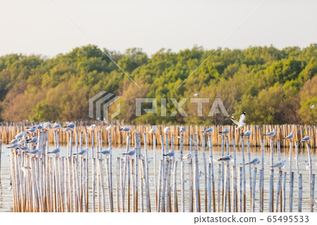 Group of seagulls Group of seagulls 65495533