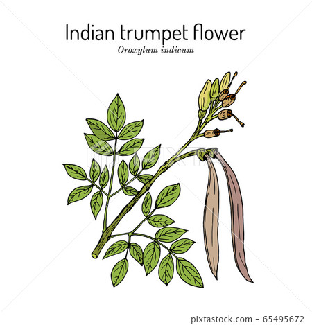 Indian trumpet flower Oroxylum indicum , medicinal plant Indian trumpet flower Oroxylum indicum , medicinal plant 65495672