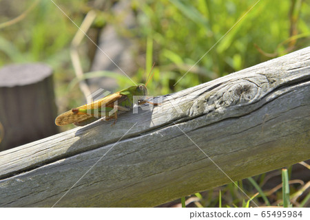 [神奈川縣]橫須賀的蚱hopper 65495984