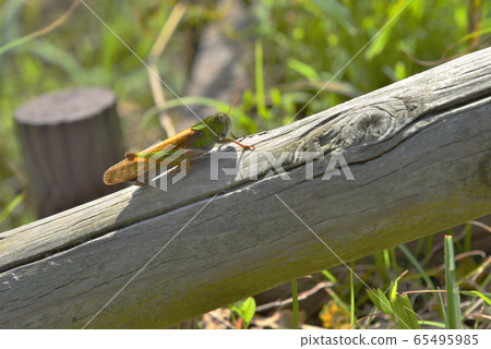 [神奈川縣]橫須賀的蚱hopper 65495985