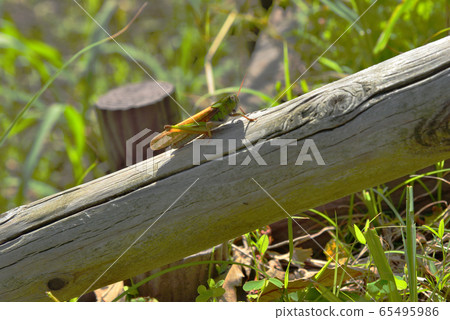 [神奈川縣]橫須賀的蚱hopper 65495986