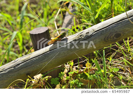 [神奈川縣]橫須賀的蚱hopper 65495987