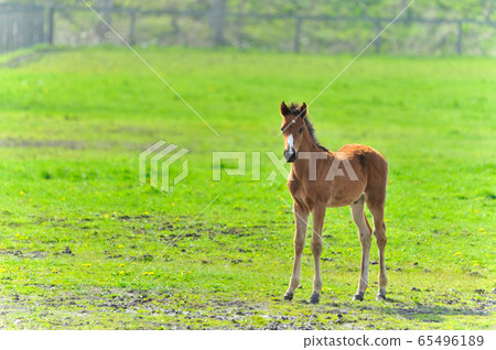 Newborn Thoroughbred child 65496189