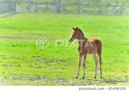 Newborn Thoroughbred child Newborn Thoroughbred child 65496193