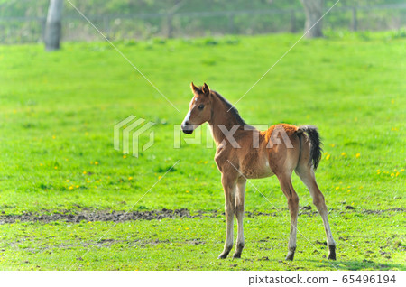 新生的純種孩子 65496194