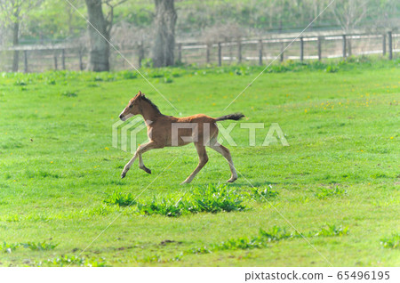 新生的純種孩子 65496195