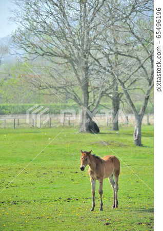 新生的純種孩子 新生的純種孩子 65496196