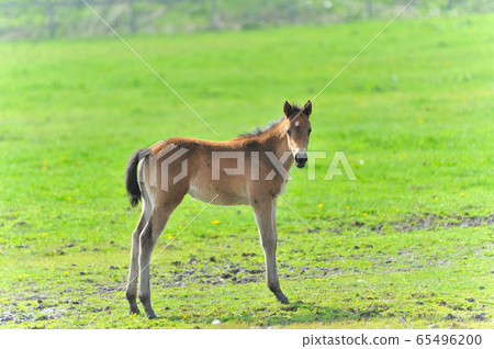 新生的純種孩子 65496200