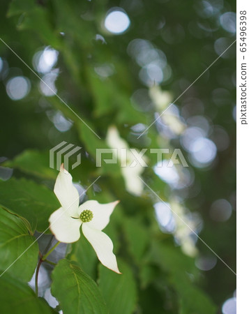 Yamaboshi fluttering in the spring breeze 65496398