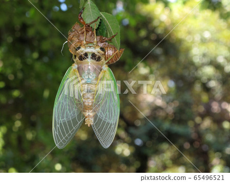 蟬的出現 65496521