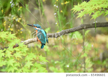 Kingfisher 5330 65496601