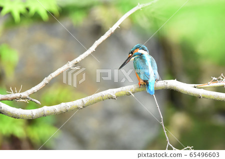 Kingfisher 5335- Kingfisher 5335- 65496603