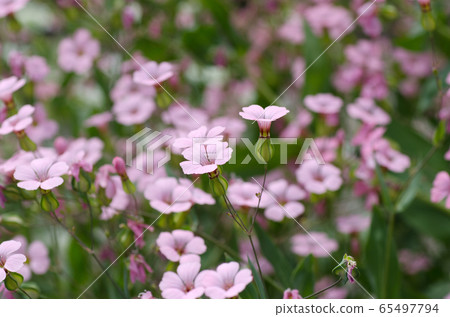 陰霾草霞美草滿天星比利牛斯粉紅 陰霾草霞美草滿天星比利牛斯粉紅 65497794