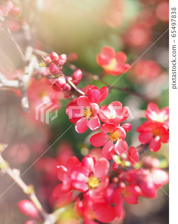 Red blurred flowers 65497838