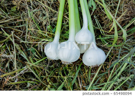 Harvest of garlic Harvest of garlic 65498094