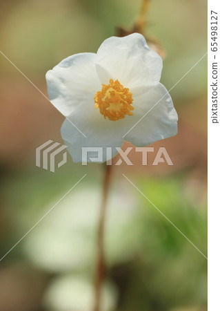 Shirayukikushi early summer flowers Shirayukikushi early summer flowers 65498127