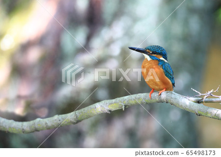 Kingfisher 1649- Kingfisher 1649- 65498173