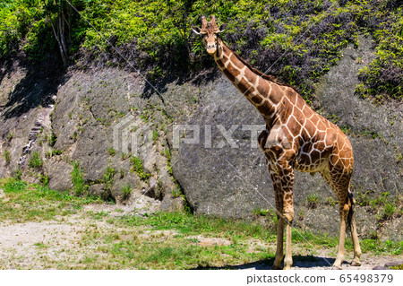 Amemekirin [動物] 65498379