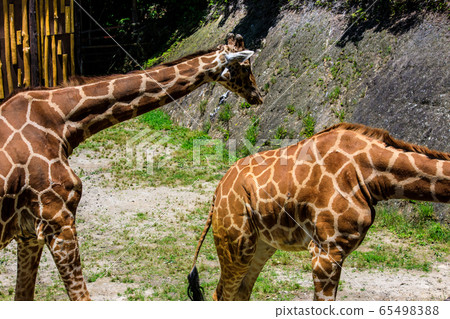 Amemekirin [動物] 65498388