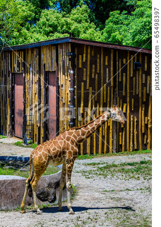 Amemekirin [動物] 65498397