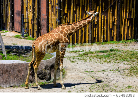 Amemekirin [動物] 65498398