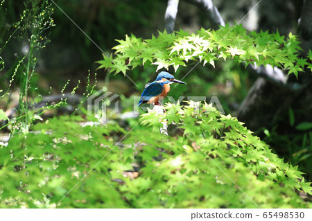 Kingfisher 1531 65498530