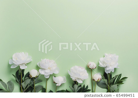 White elegant peony on the green background White elegant peony on the green background 65499451