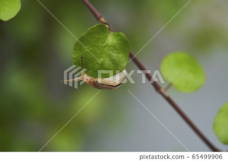 線植物和 線植物和 65499906