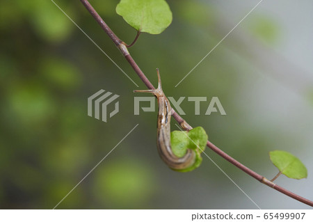 Wire plants and slugs 65499907