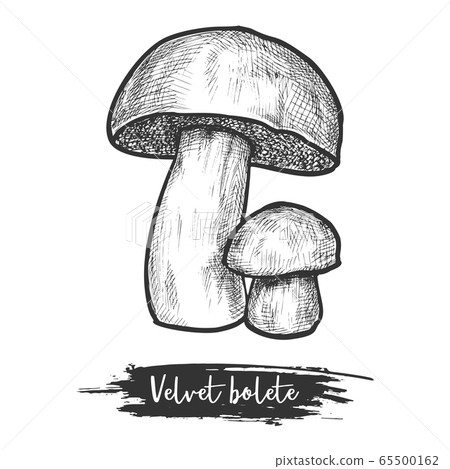 Sketch vector illustration or icon of mushroom Sketch vector illustration or icon of mushroom 65500162