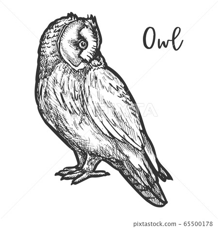Hand drawn vector burrowing owl or bird sketch 65500178