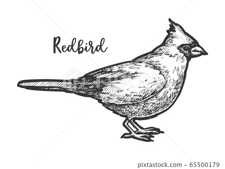 Sketch Of Songbird Or Hand Drawn Redbird Stock Illustration