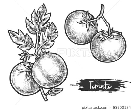 Share 152+ tomato plant sketch super hot
