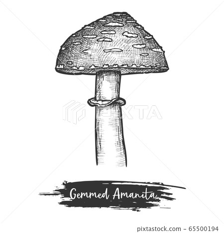 Cutted mushroom or shroom with cap sketch 65500194