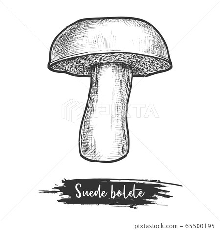 Suede bolete mushroom sketch. Vector cut mushroom 65500195