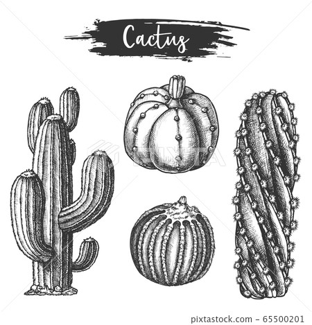 Set of isolated cactus or cacti sketch. 65500201