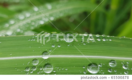 water drop water drop 65500878